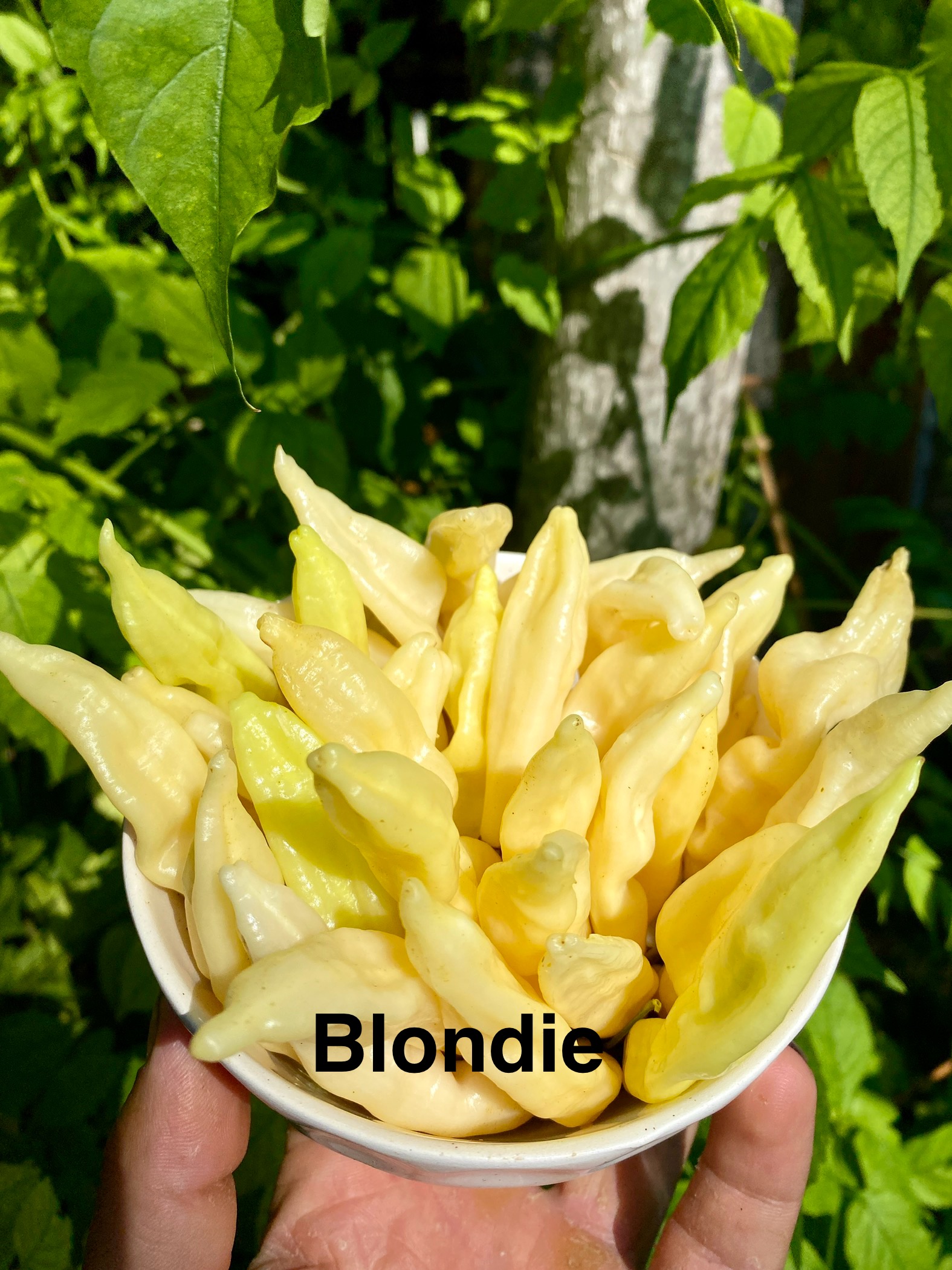 BLONDİE BİBER 