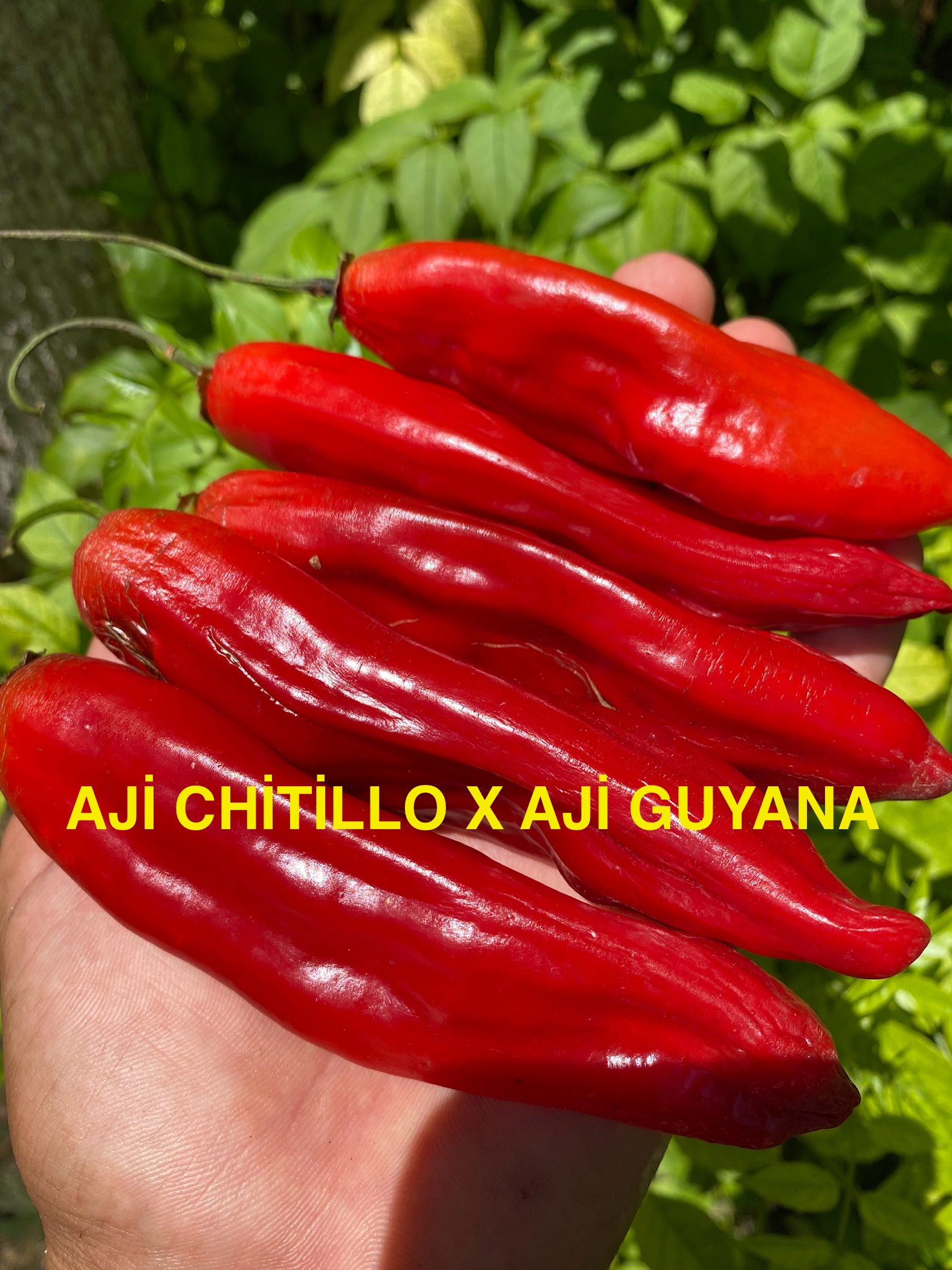 AJİ CHİTİLLO X AJİ GUYANA BİBER 