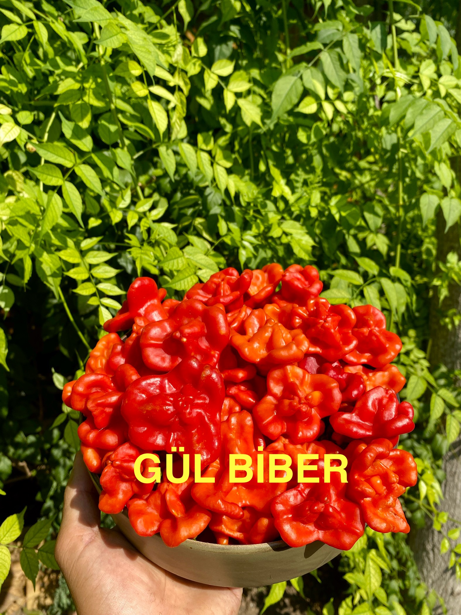 GÜL BİBER