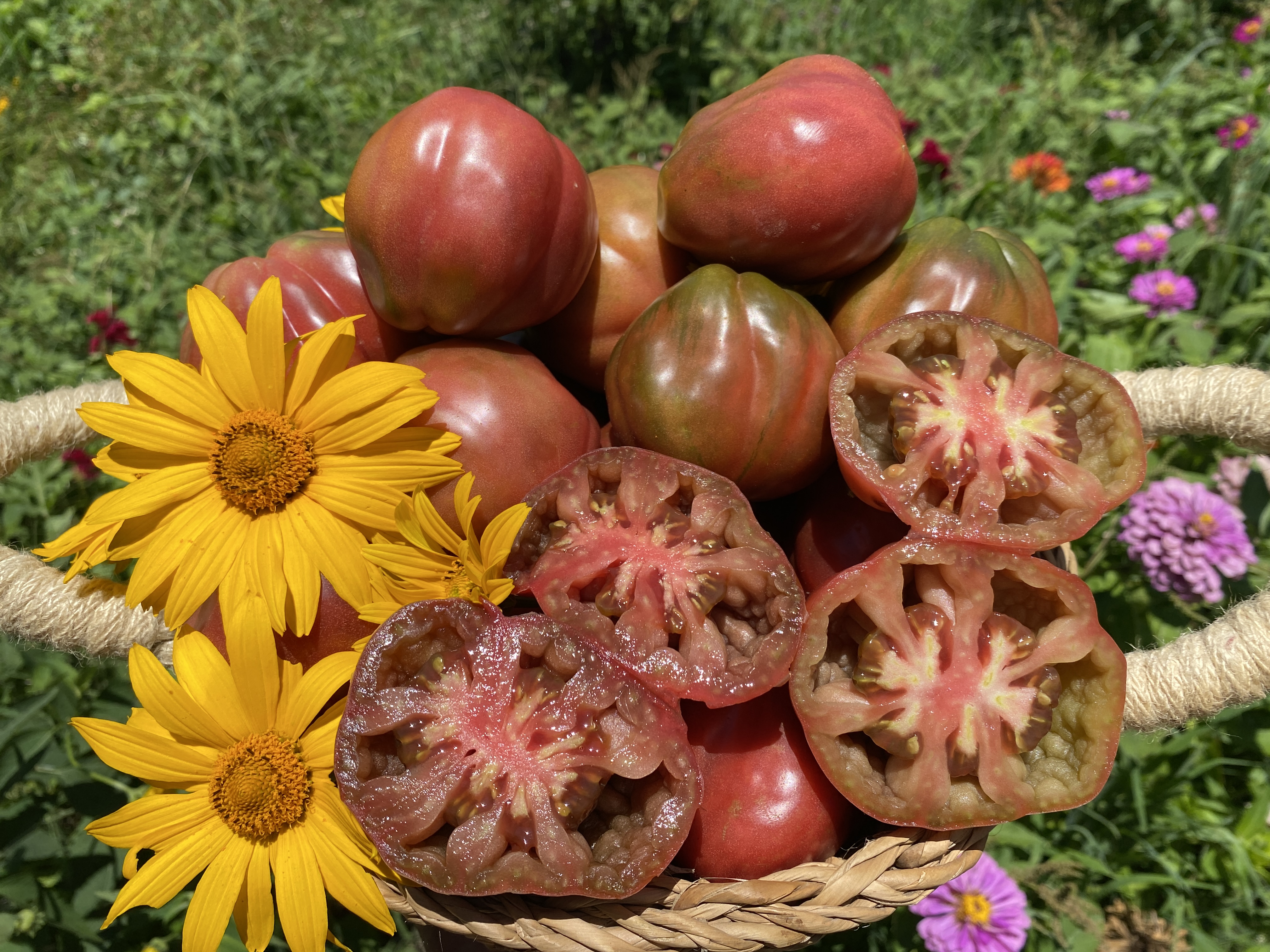 ROT PEAR DOMATESİ