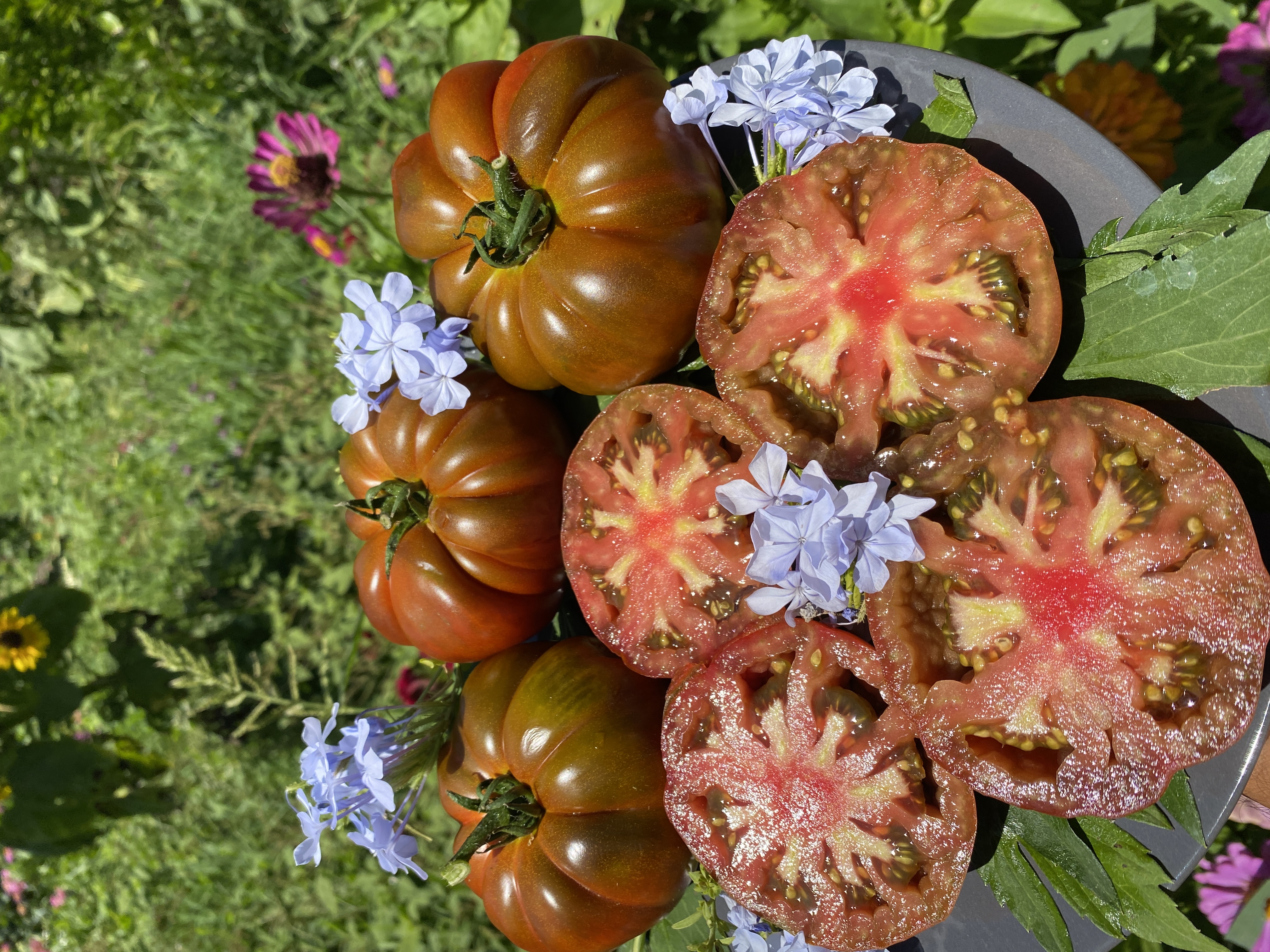 BLACK KRIM Domatesi