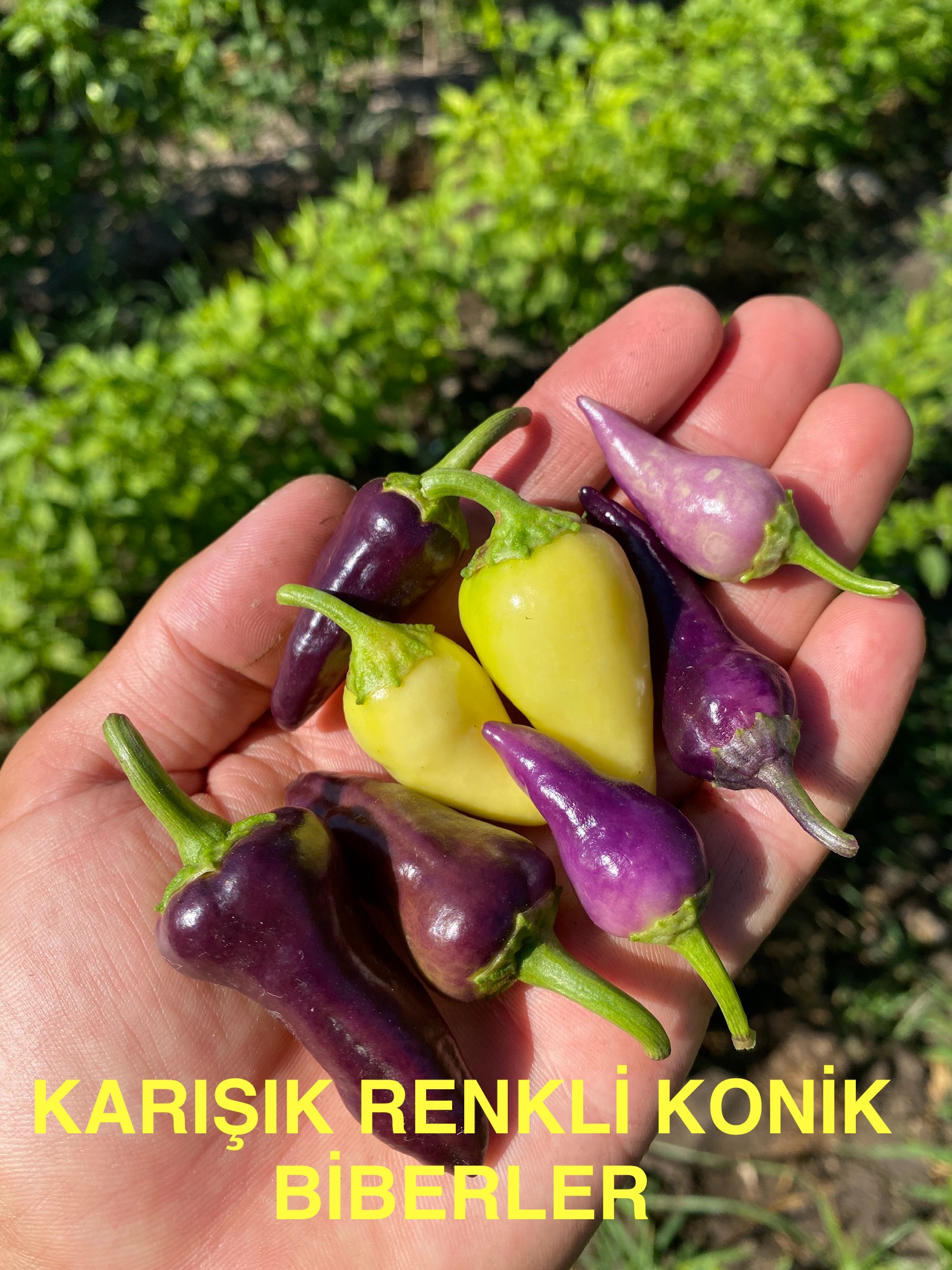 RENKLİ KONİK BİBER