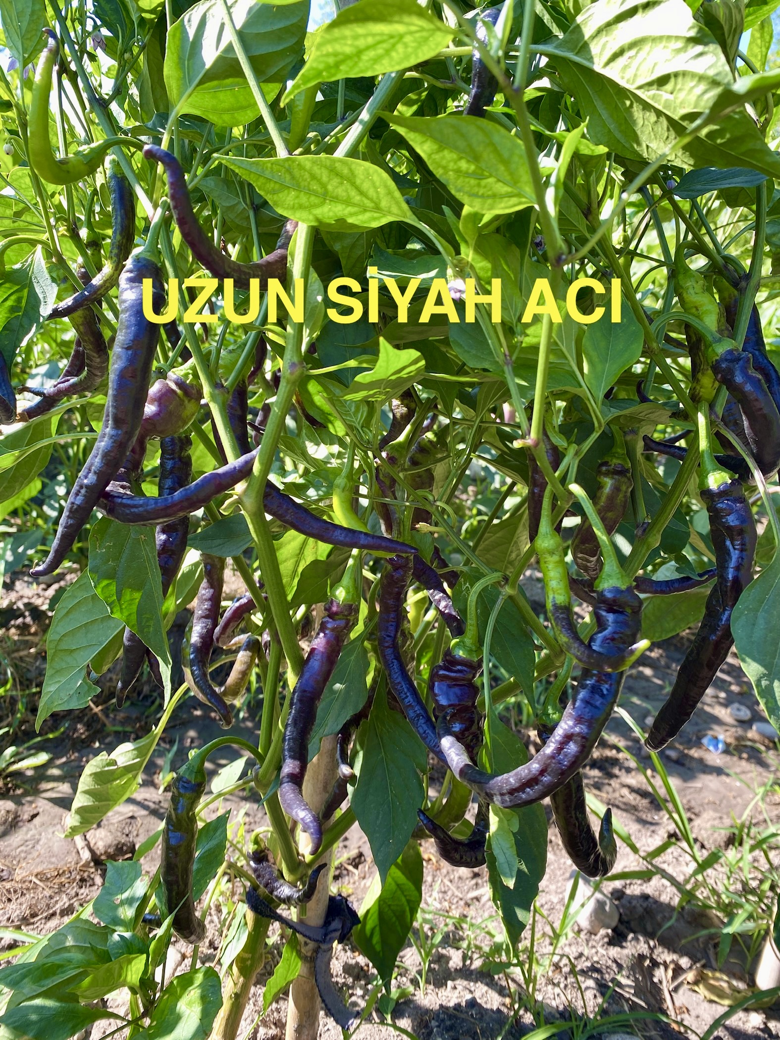 UZUN SİYAH ACI BİBER
