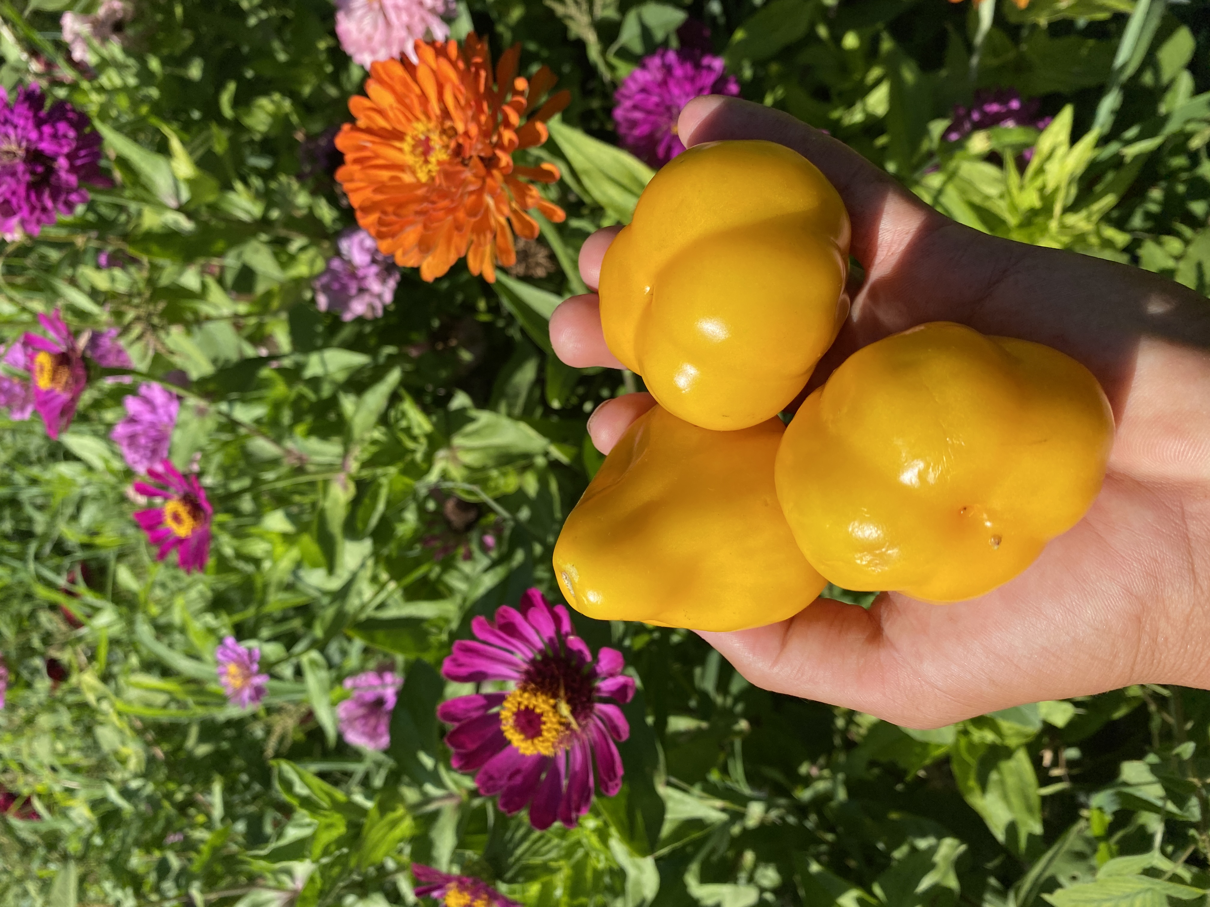 French yellow pear DOMATESİ 