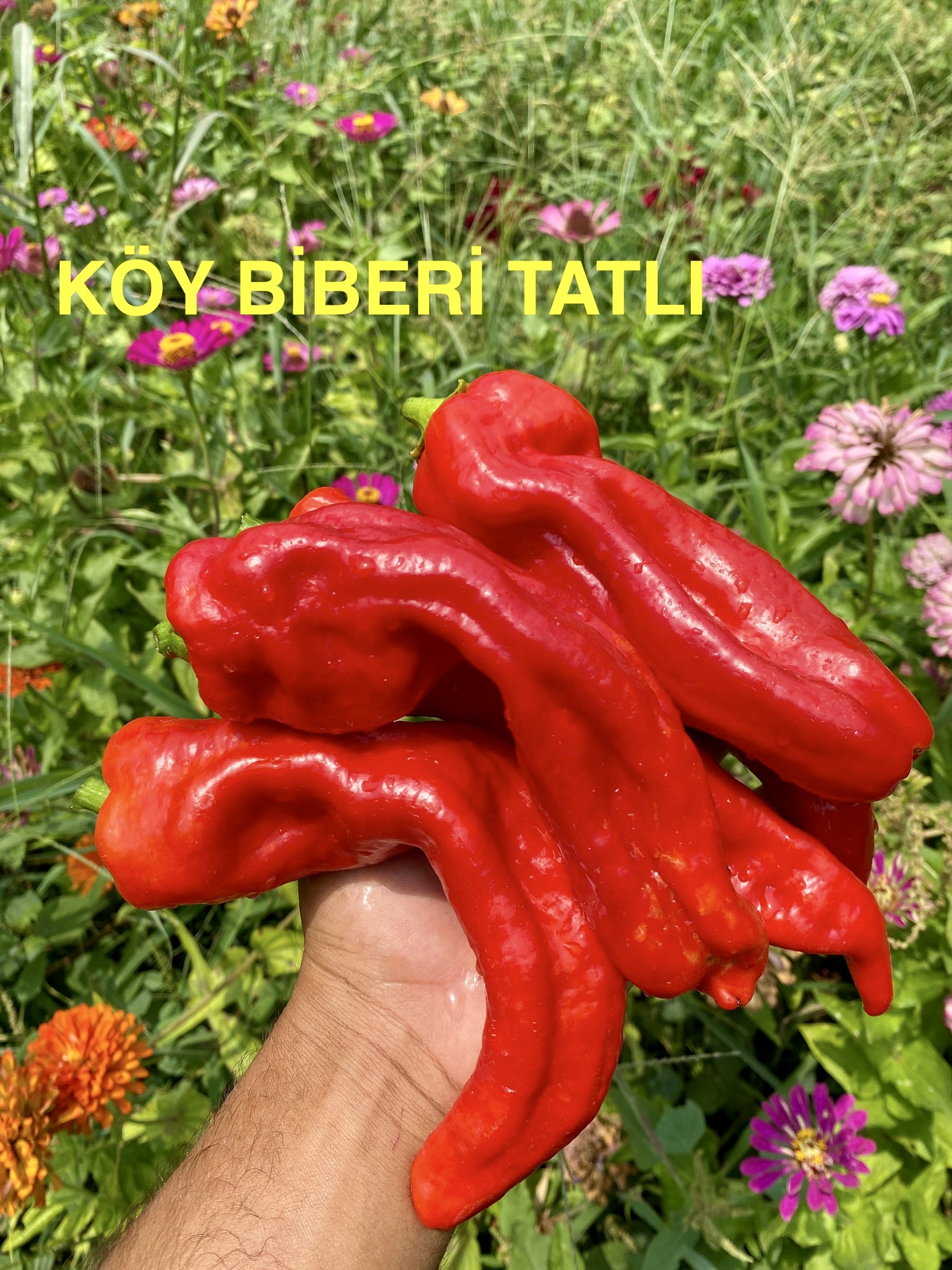 KÖY TATLI BİBER 