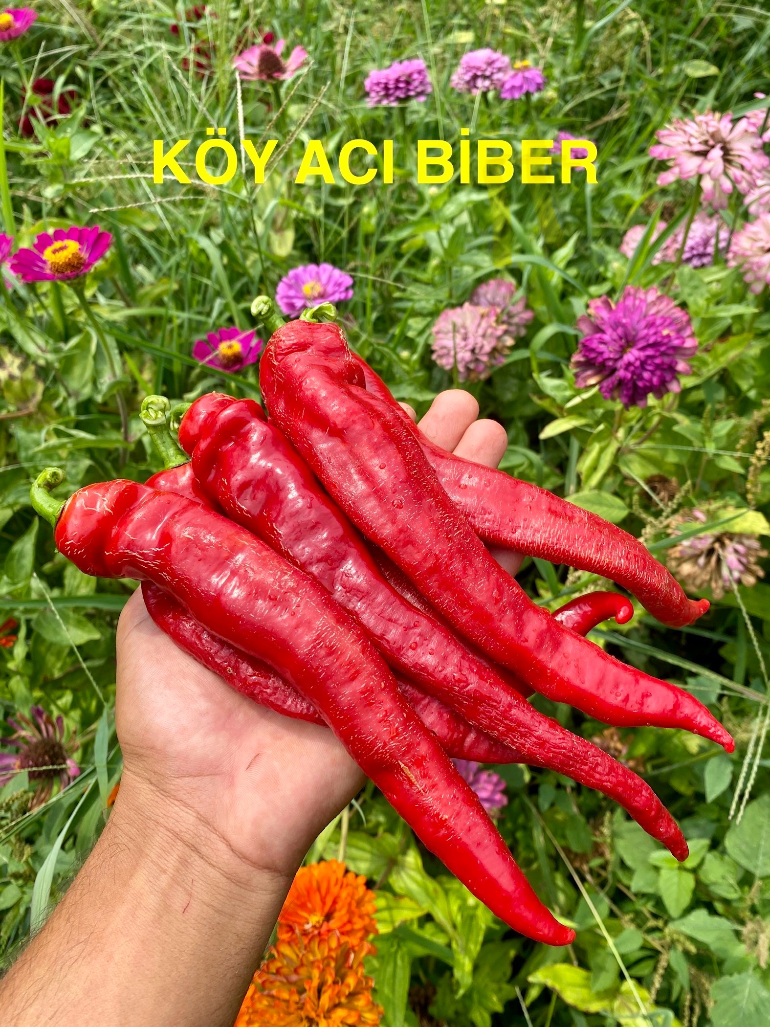 KÖY ACI BİBERİ 