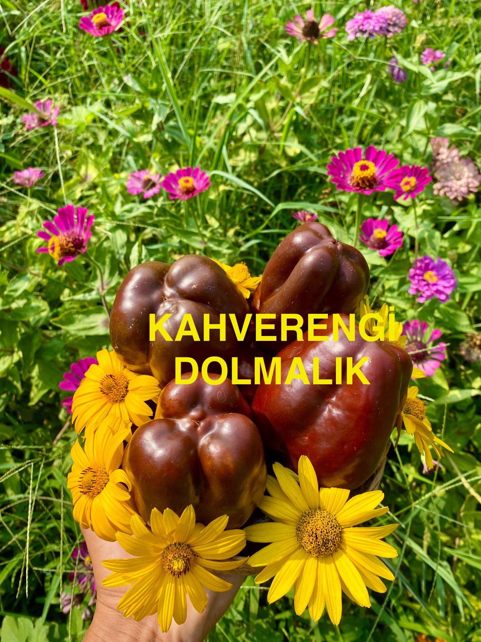 KAHVERENGİ DOLMALIK BİBER