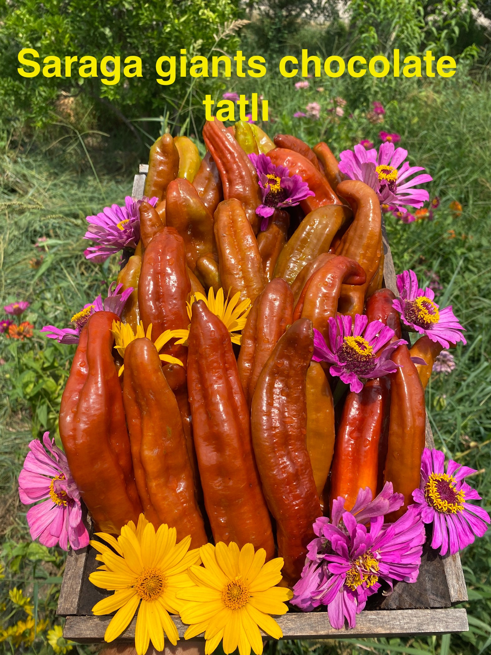 SARAGA GİANTS CHOCOLATE BİBER 