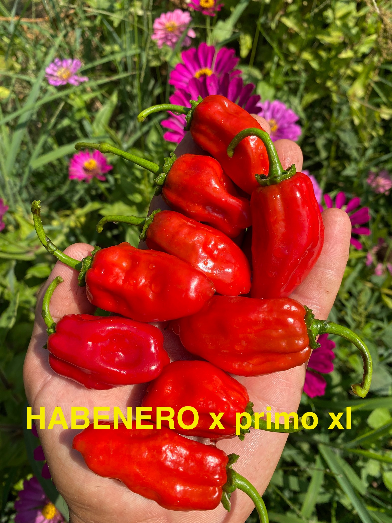 HABENERO x PRİMO XL 