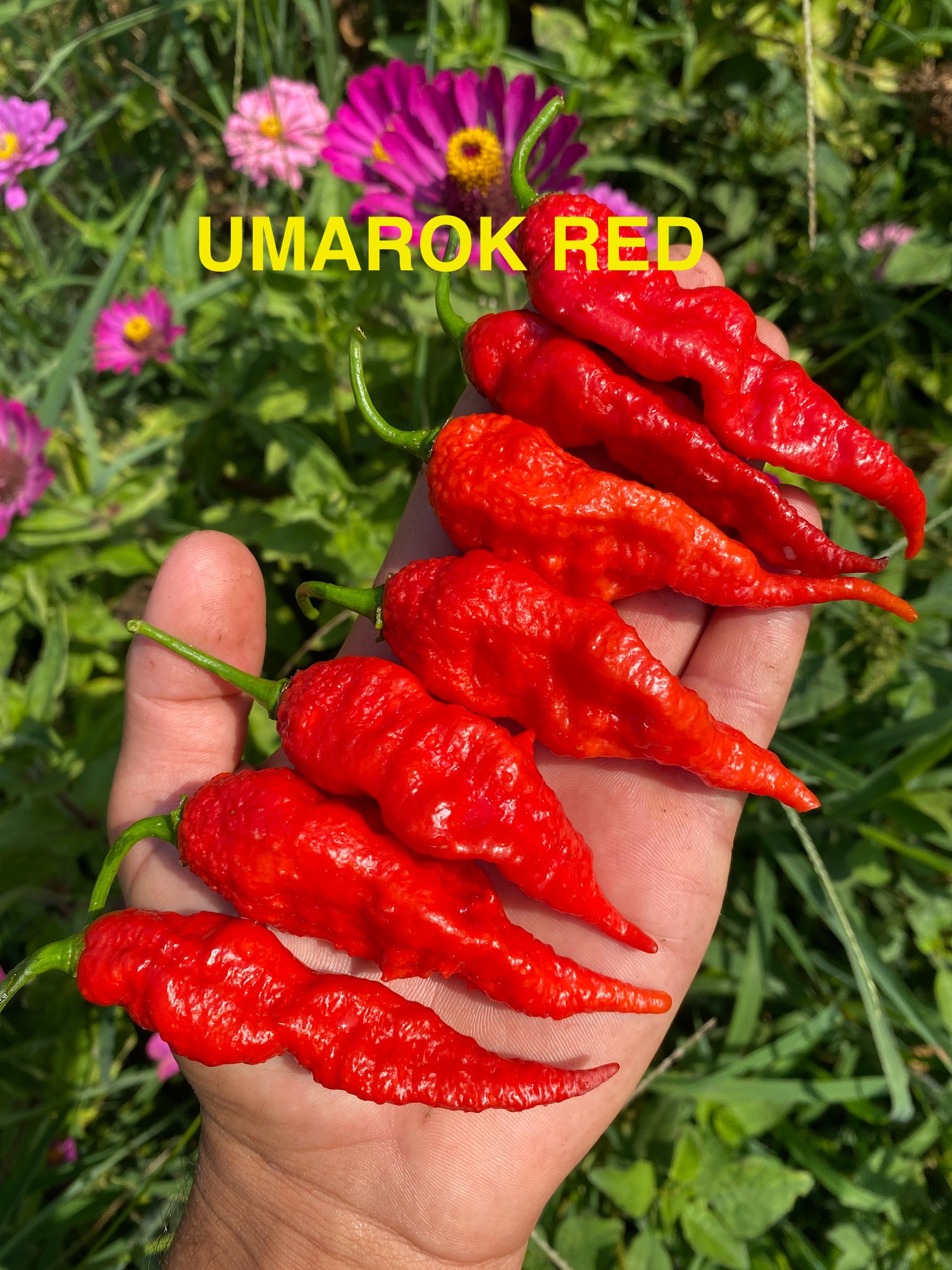 UMAROK RED BİBER 