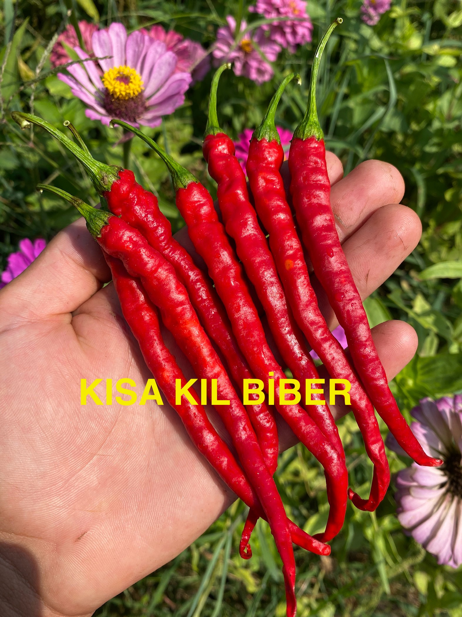 KISA KIL BİBER