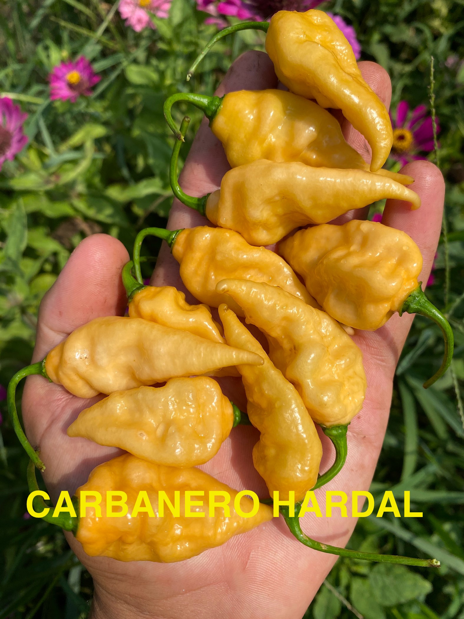 CARBONERO HARDAL BİBER 