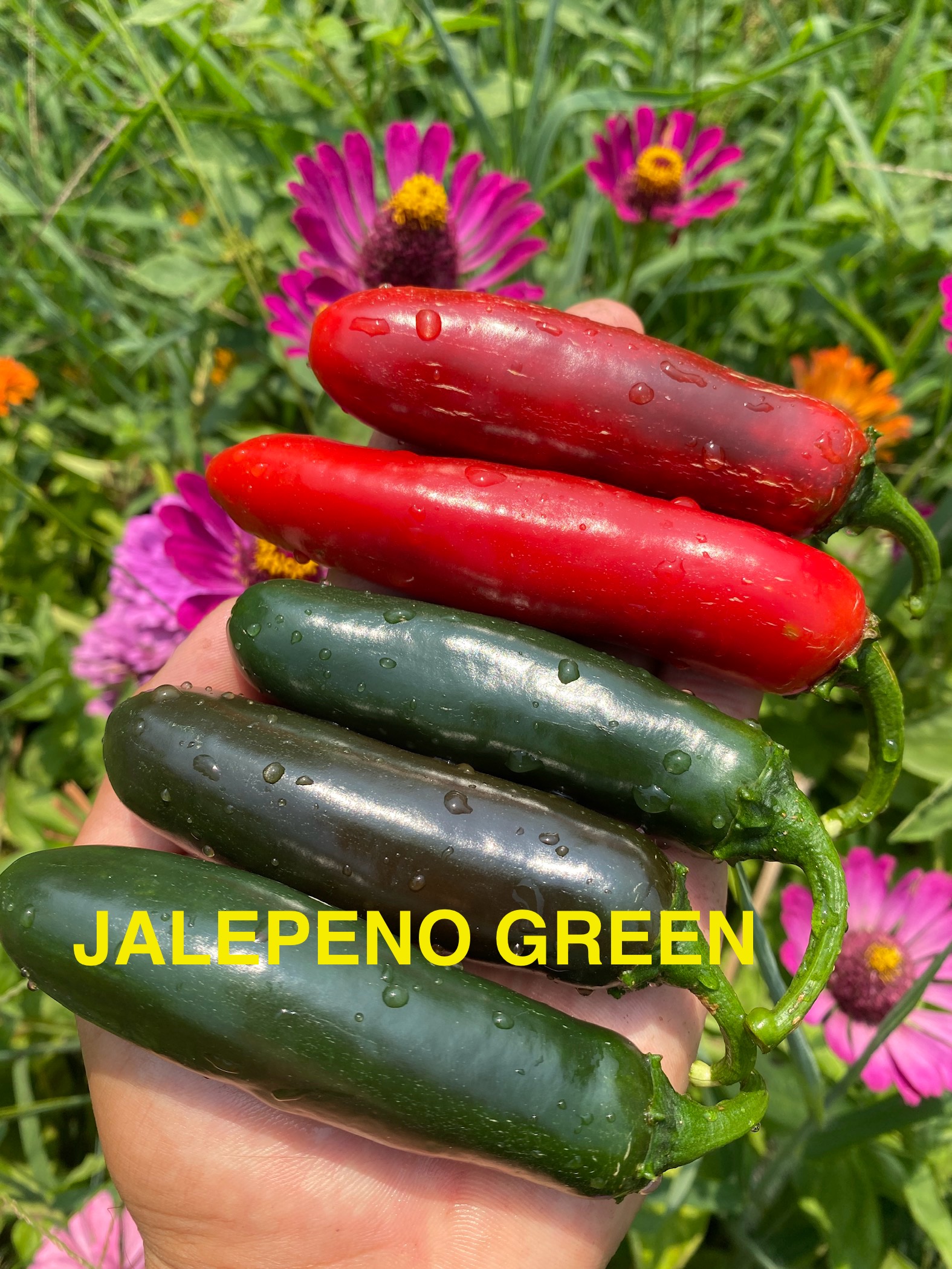 JALEPENO GREEN  BİBER 