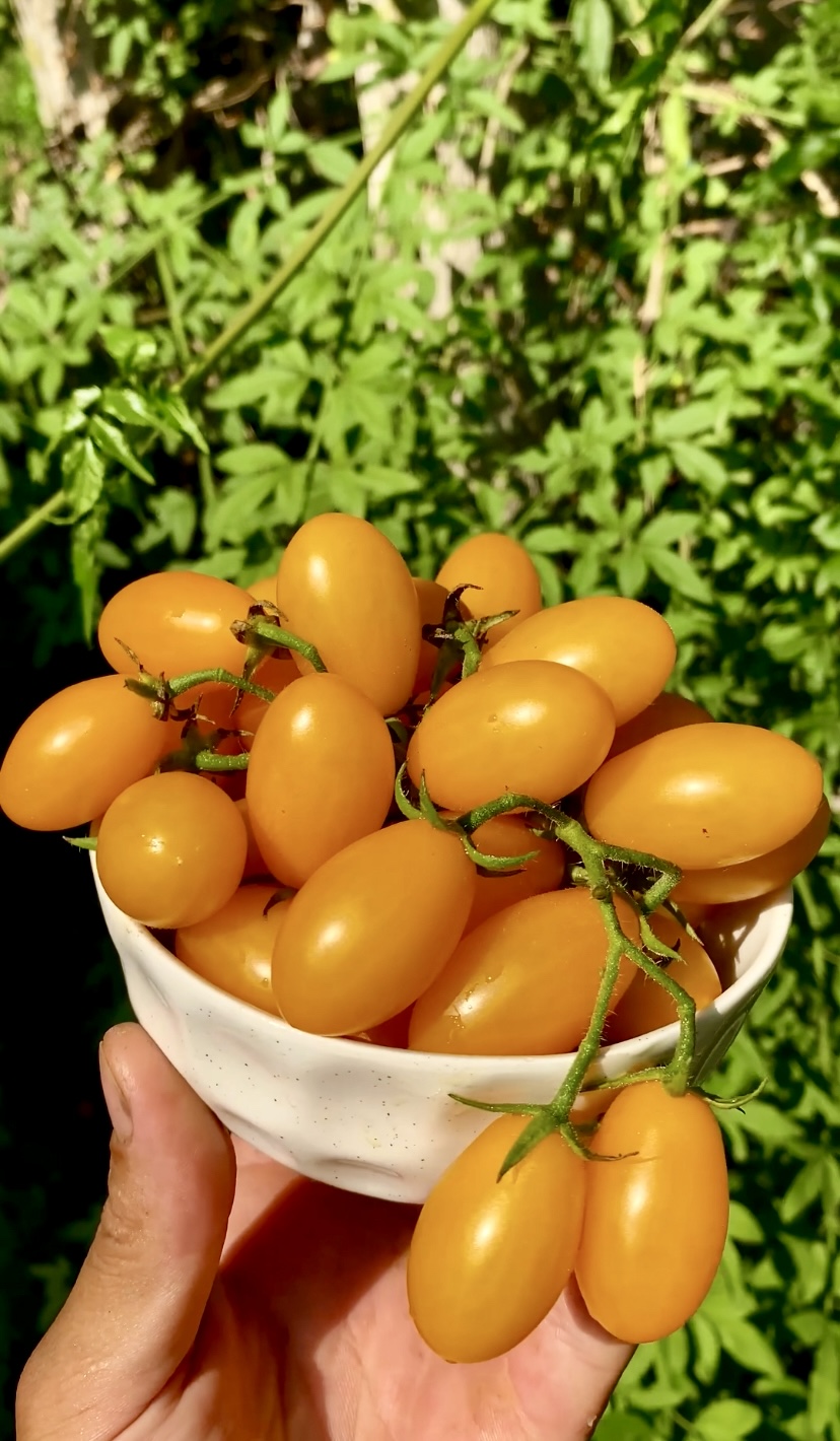 Yellow grape domatesi