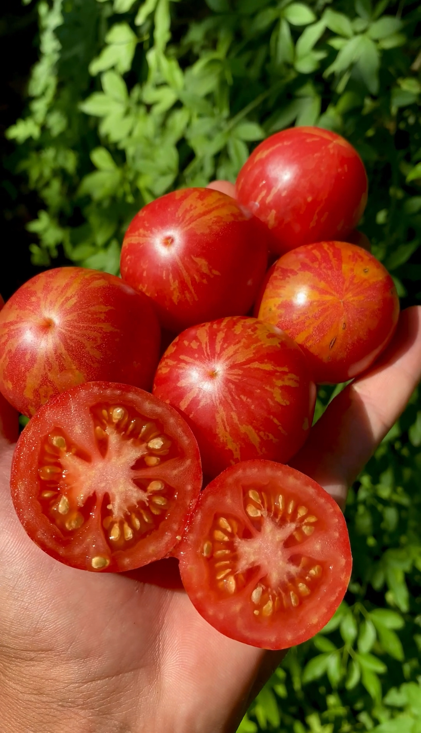 Pink Zebra Domatesi