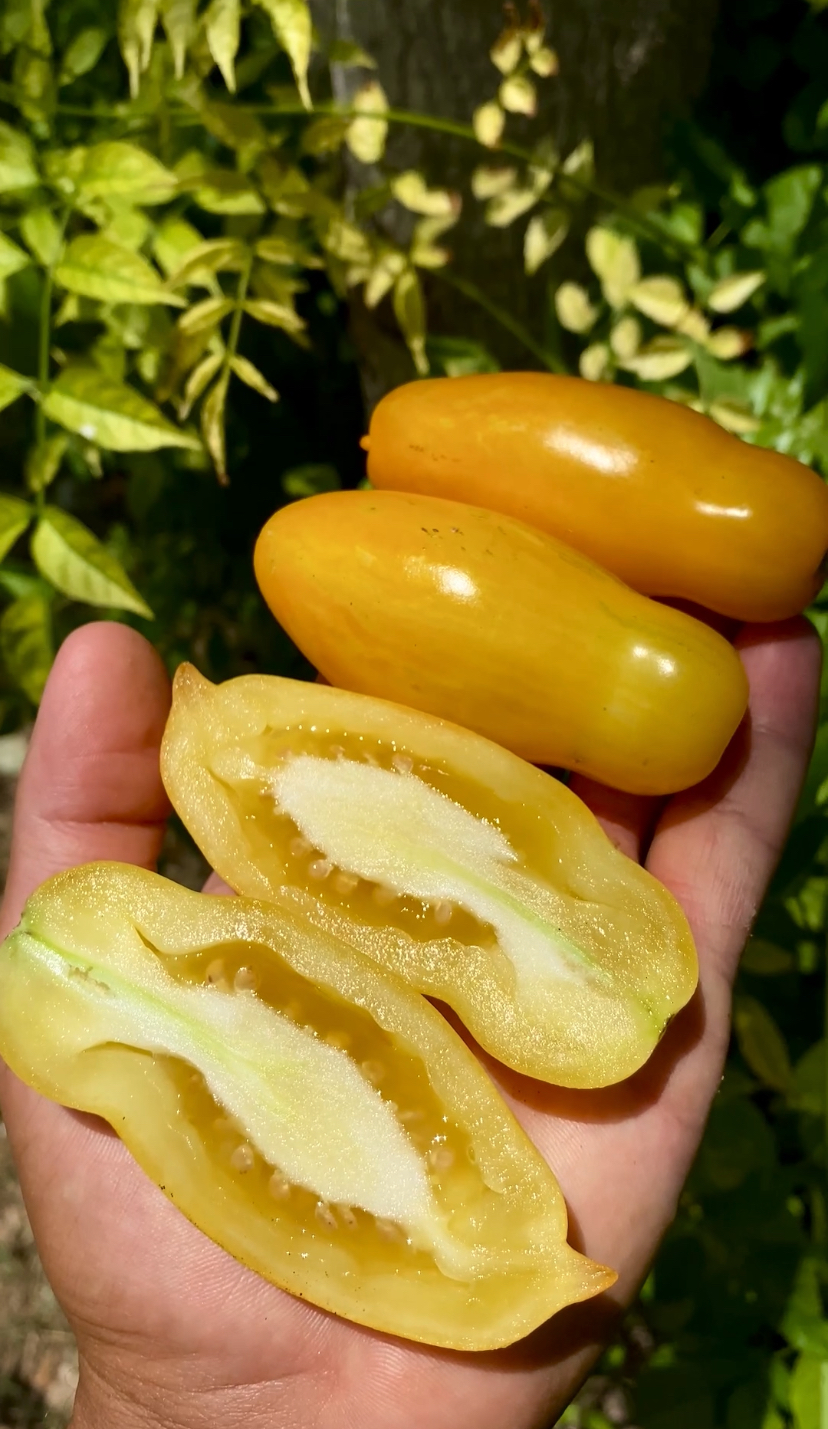 Yellow sanmarzone domatesi