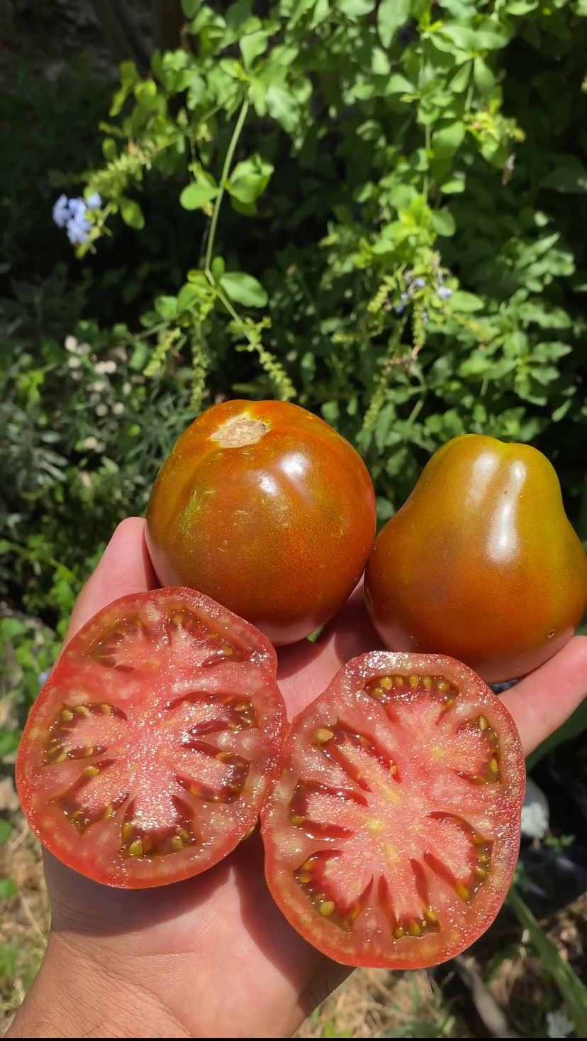 Japanese Black Trifele Domatesi
