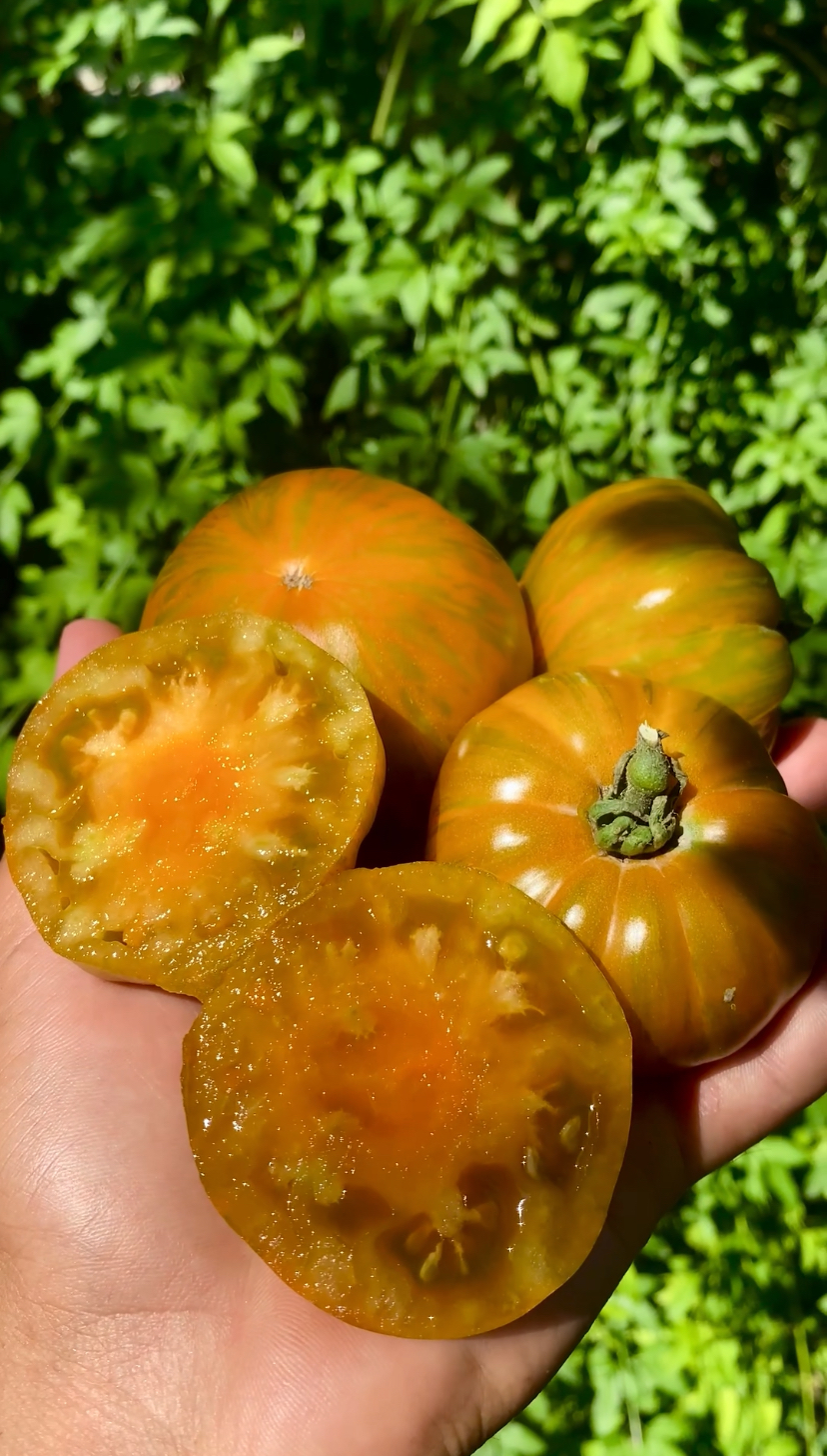ORANGE GHABBANA Domates