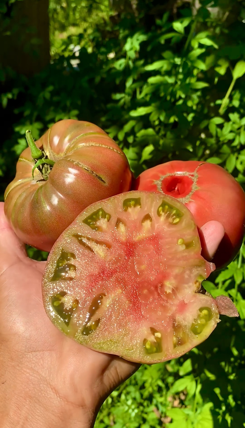 Cherokee purple domatesi