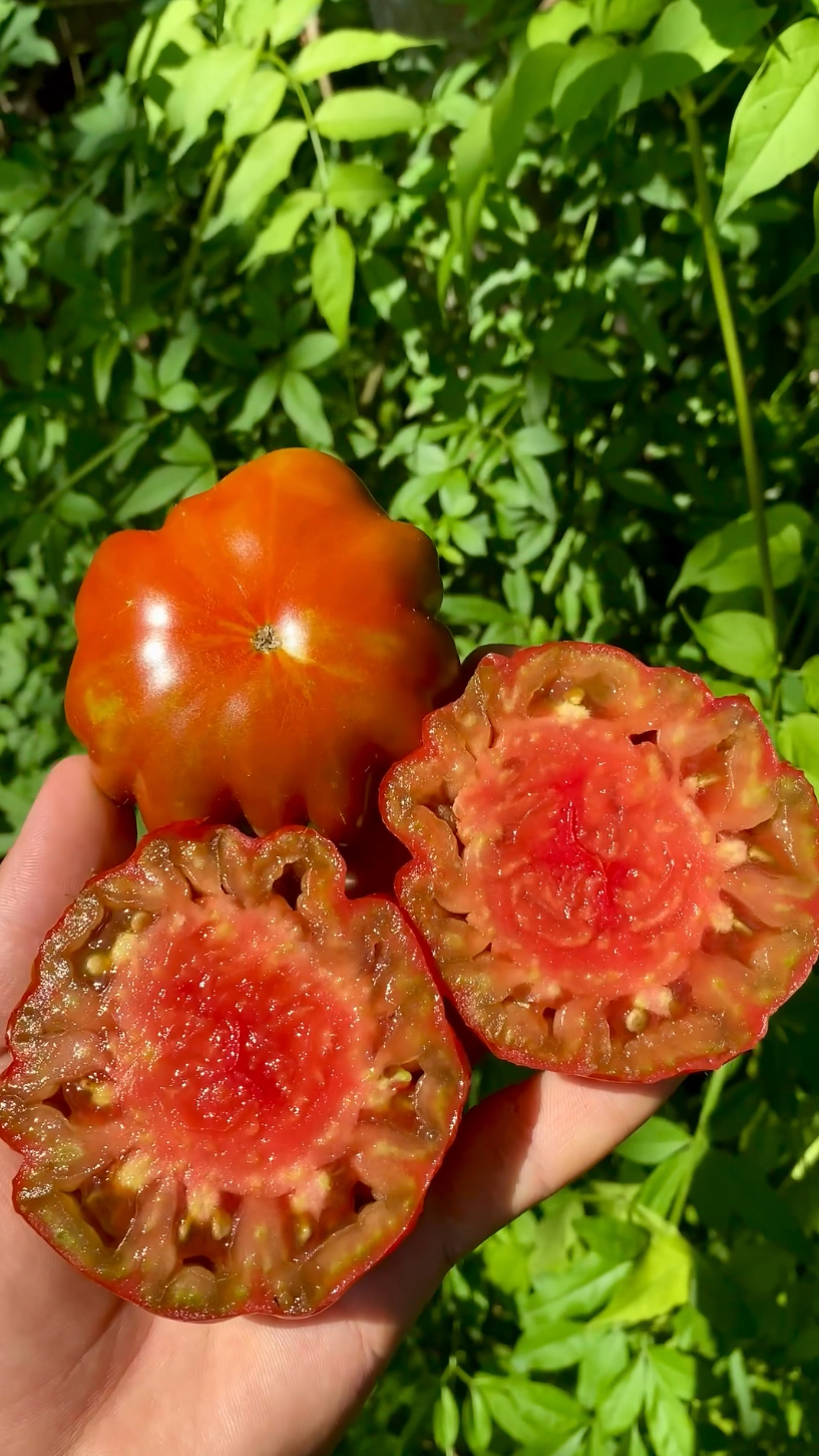ZAPOTEC BROWN FLESH Domatesii