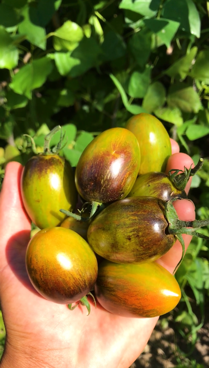 Brand’s atomic grape domatesi 