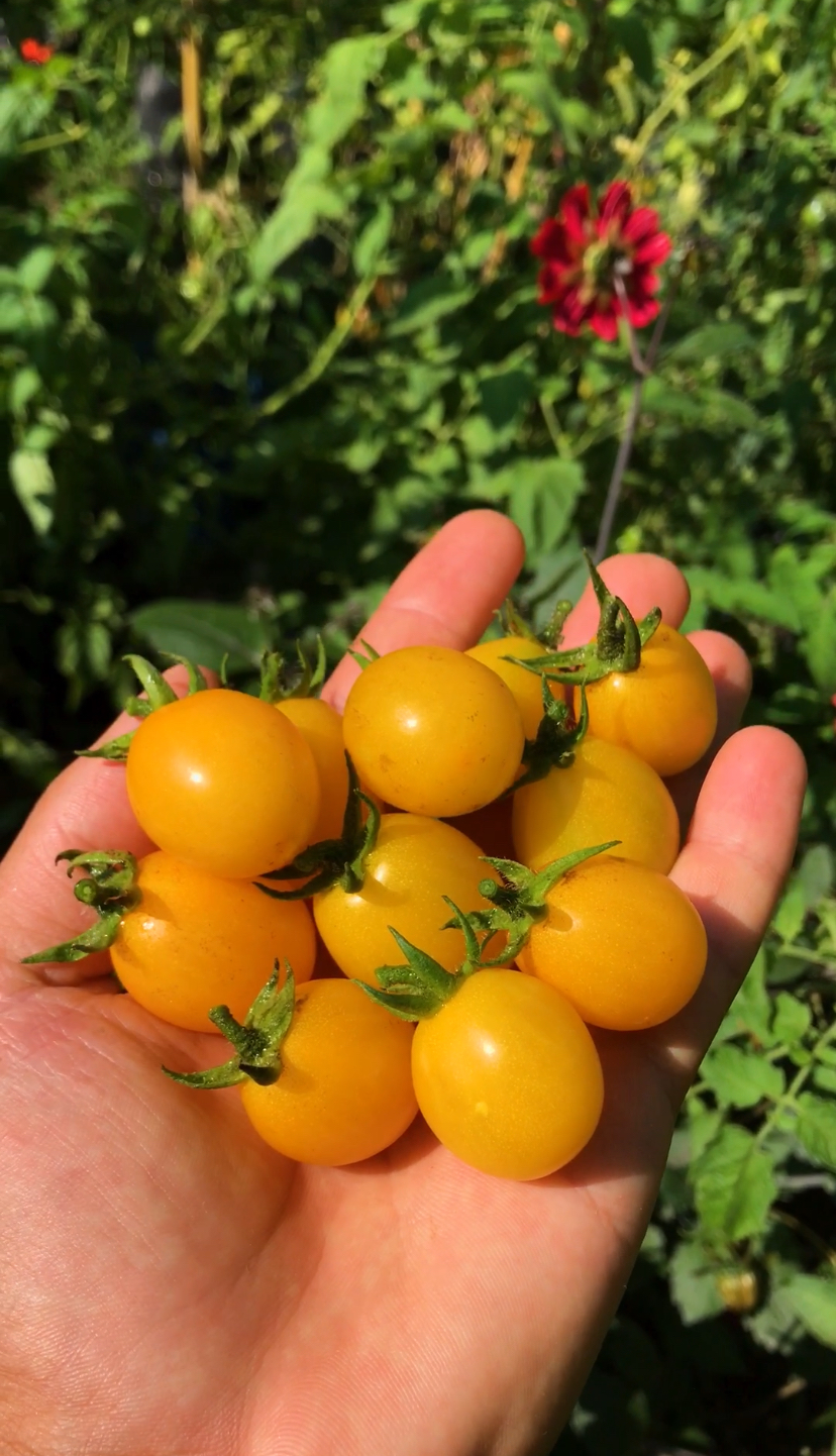Goldu nugget cherry domatesi
