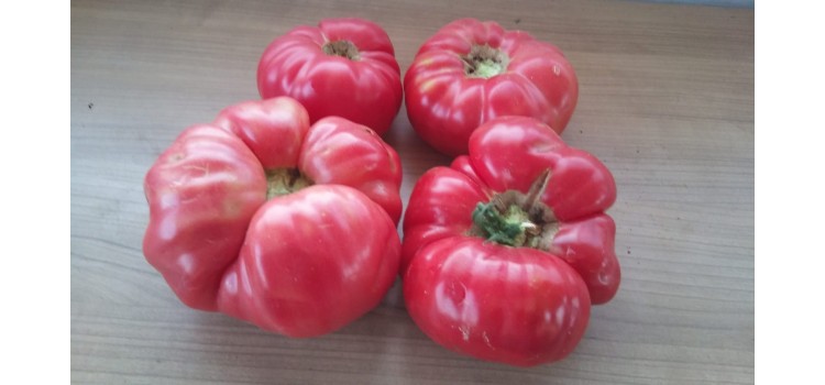 Çok iri pembe köy domatesi ince kabuklu